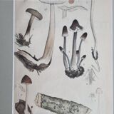 Deux anciennes gravures de champignons aquarellées XIXème siècle d'après G. Bernard