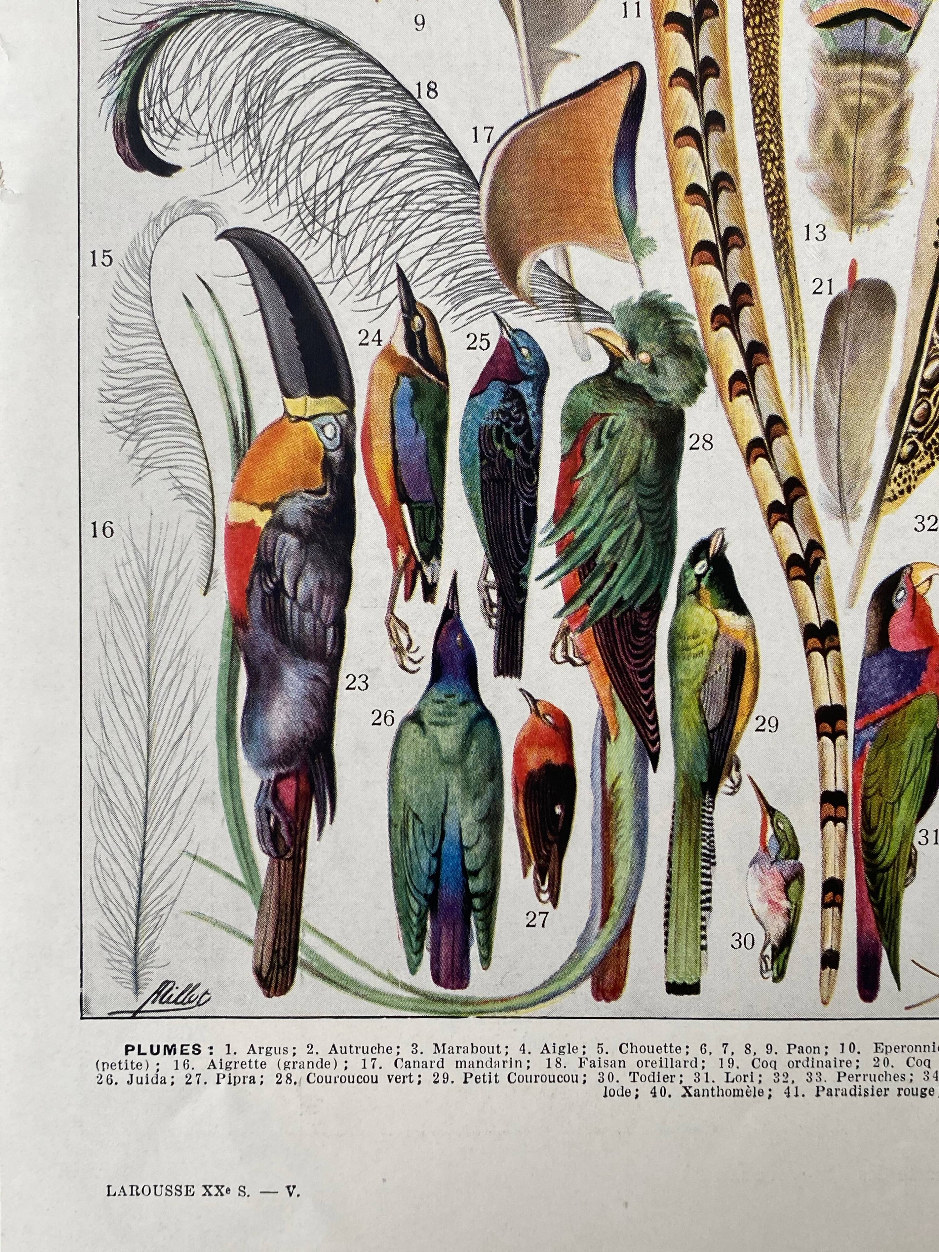 Illustration Millot "feathers"