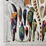 Illustration Millot "feathers"