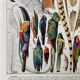 Illustration Millot "plumes"