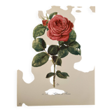 Watercolor on the rose - 1960