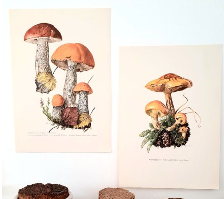 Duo of mushroom boards