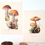 Duo of mushroom boards