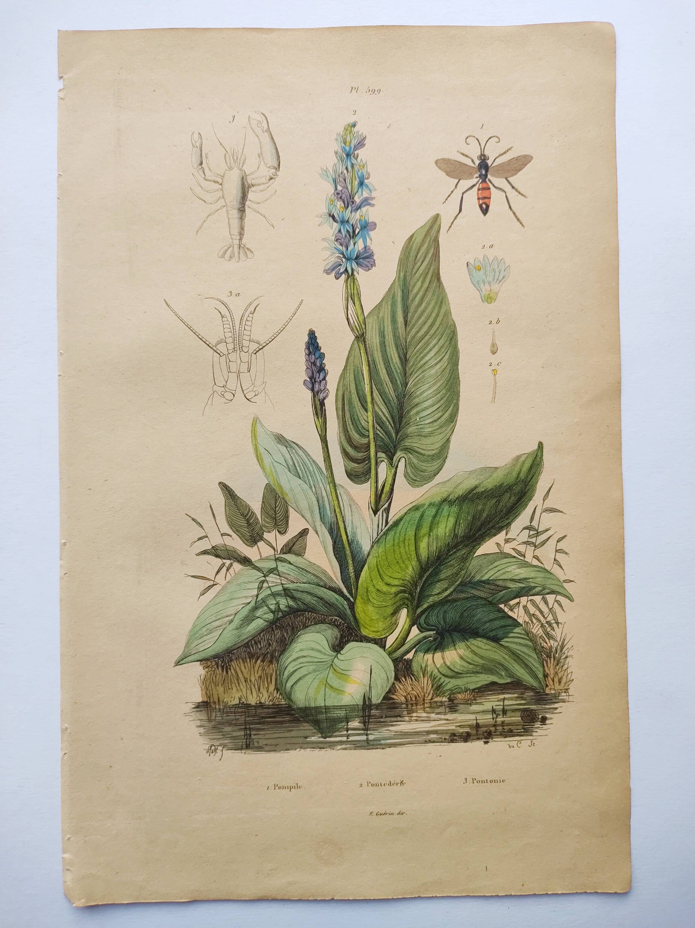 Botanical engraving from 1839 - Pontedera - Old hand-colored plate.