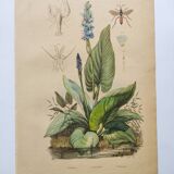 Gravure botaniquede 1839 -Pontédérie- Planche ancienne coloriée à la main .
