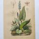 Botanical engraving from 1839 - Pontedera - Old hand-colored plate.