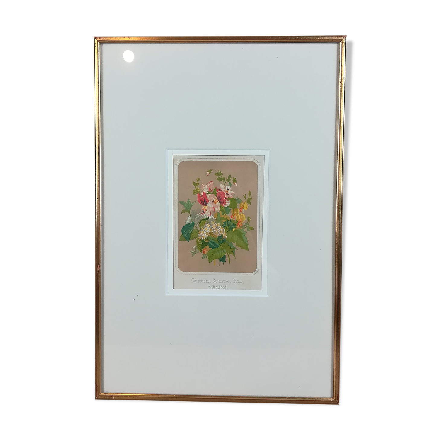 Framed botanical illustration - geranium &co