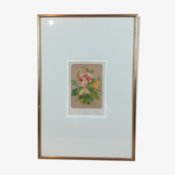 Framed botanical illustration - geranium &co