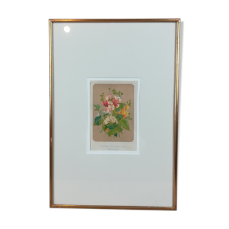 Framed botanical illustration - geranium &co