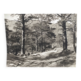 Silver gelatin photograph by Bernard Darot, Undergrowth, 20th century