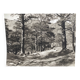 Silver gelatin photograph by Bernard Darot, Undergrowth, 20th century