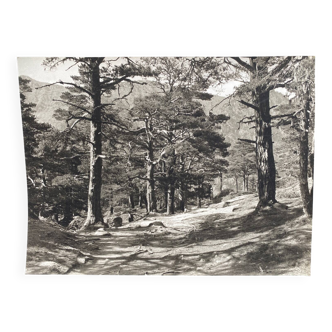 Silver gelatin photograph by Bernard Darot, Undergrowth, 20th century