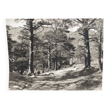 Silver gelatin photograph by Bernard Darot, Undergrowth, 20th century