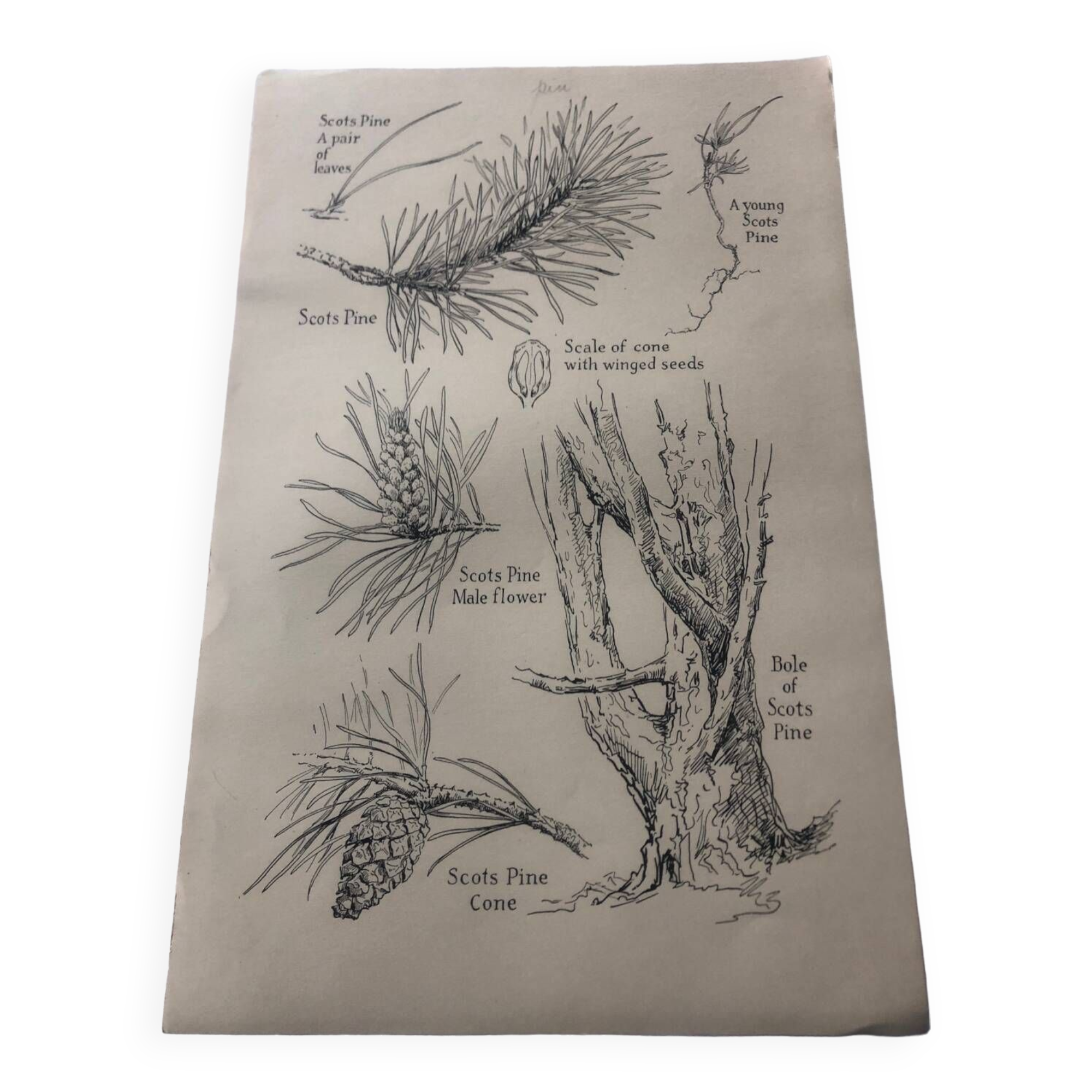 Botanical poster Pin