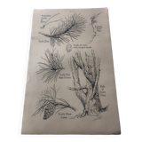 Botanical poster Pin