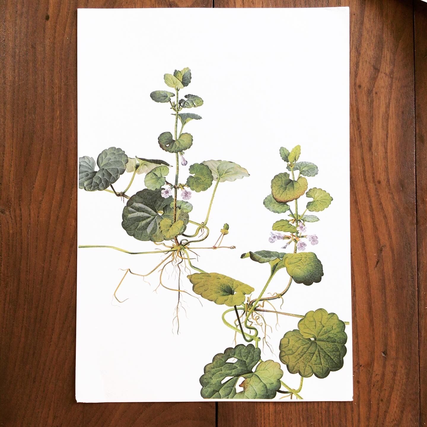Botanical plate 1976