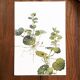 Botanical plate 1976