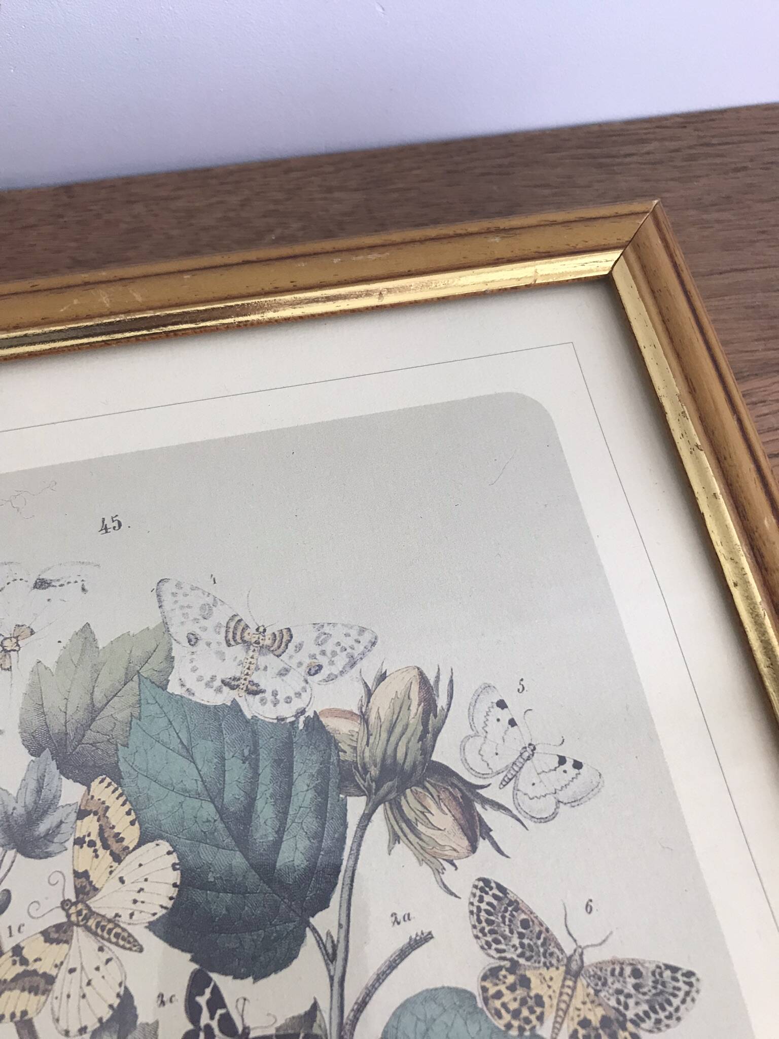 Botanical card butterfly vintage lithograph 3