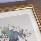 Botanical card butterfly vintage lithograph 3