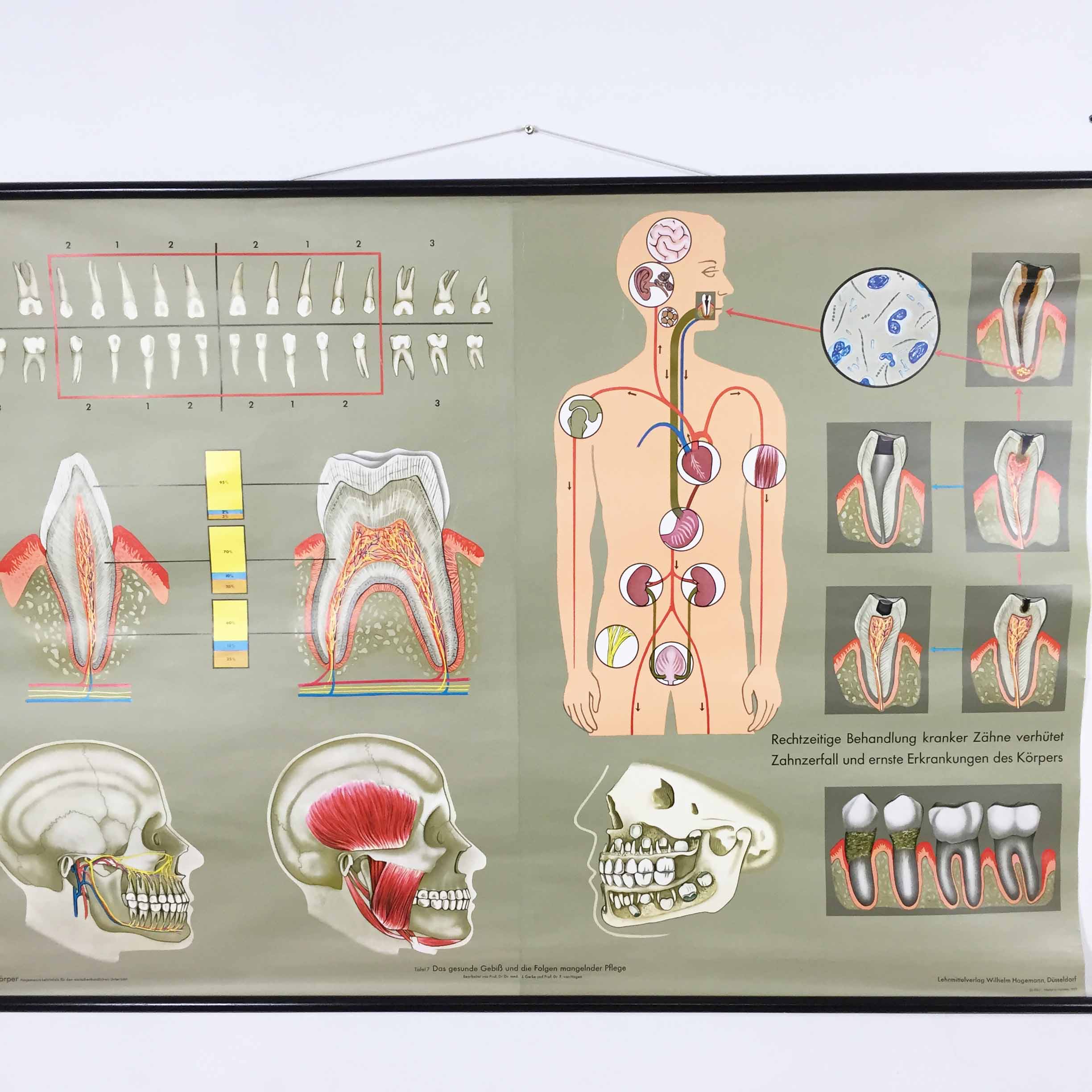 Educational pull-down Jung Koch school map human anatomy chart