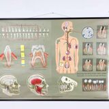 Educational pull-down Jung Koch school map human anatomy chart