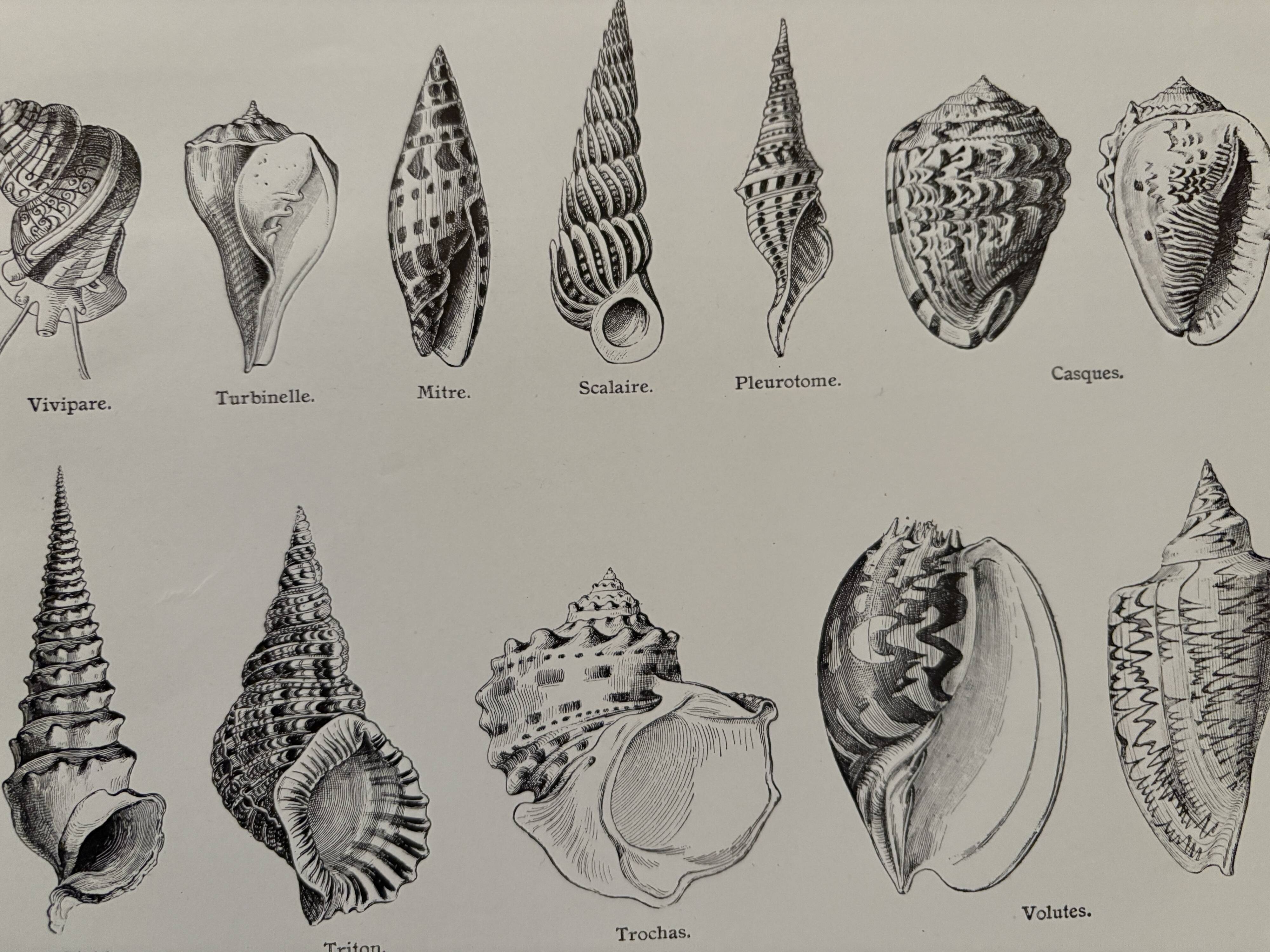 Old illustrated plate on gastropod molluscs - 1920
