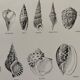 Old illustrated plate on gastropod molluscs - 1920