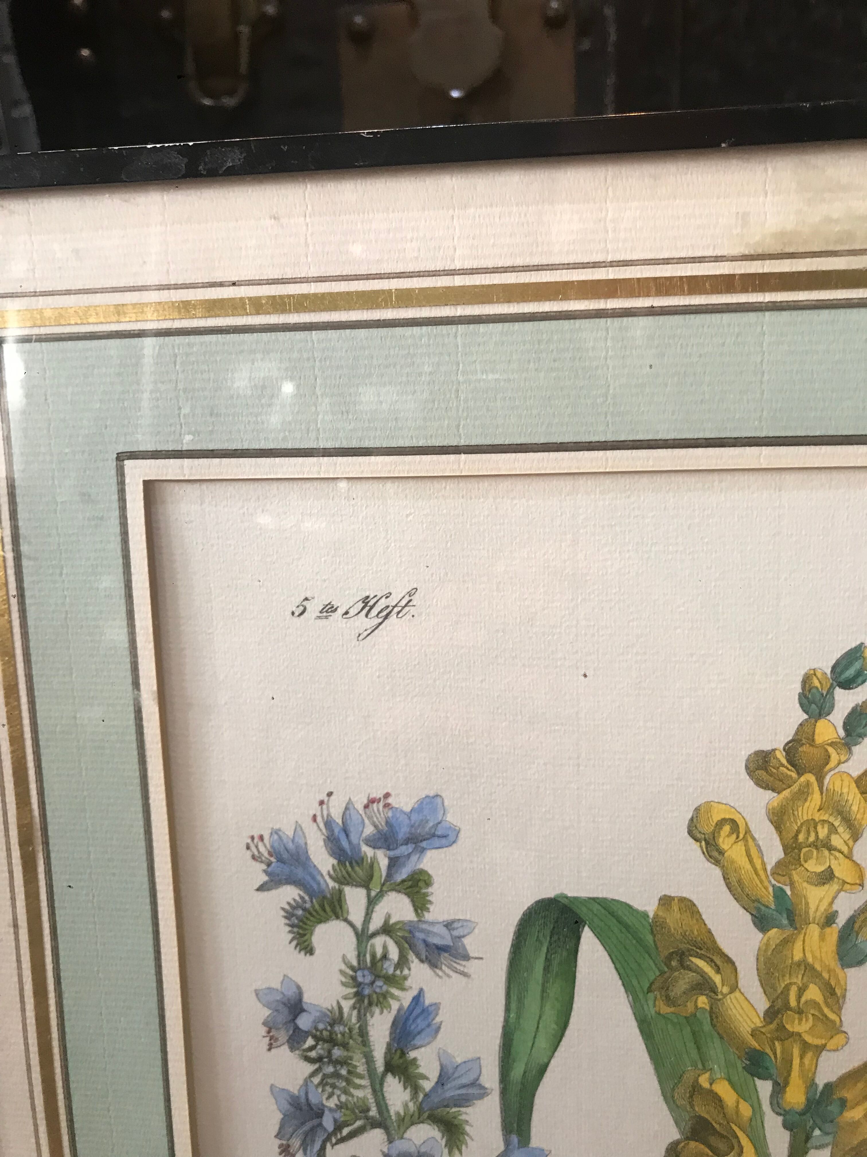 Botanical illustration