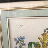 Botanical illustration
