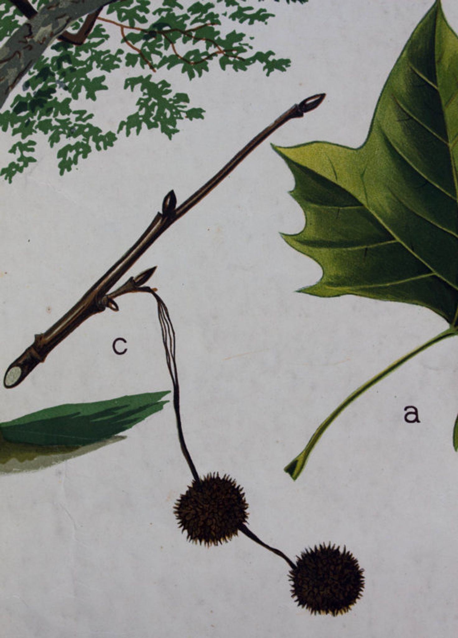 Displays Abele tree by Joh. Senator Kautsky and g. c. Beck for a. Pichlers widow & Sohn 1886