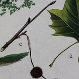 Displays Abele tree by Joh. Senator Kautsky and g. c. Beck for a. Pichlers widow & Sohn 1886