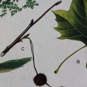 Displays Abele tree by Joh. Senator Kautsky and g. c. Beck for a. Pichlers widow & Sohn 1886