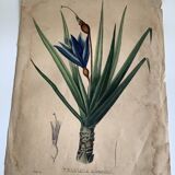Botanical plate Vellosia Aloefolia