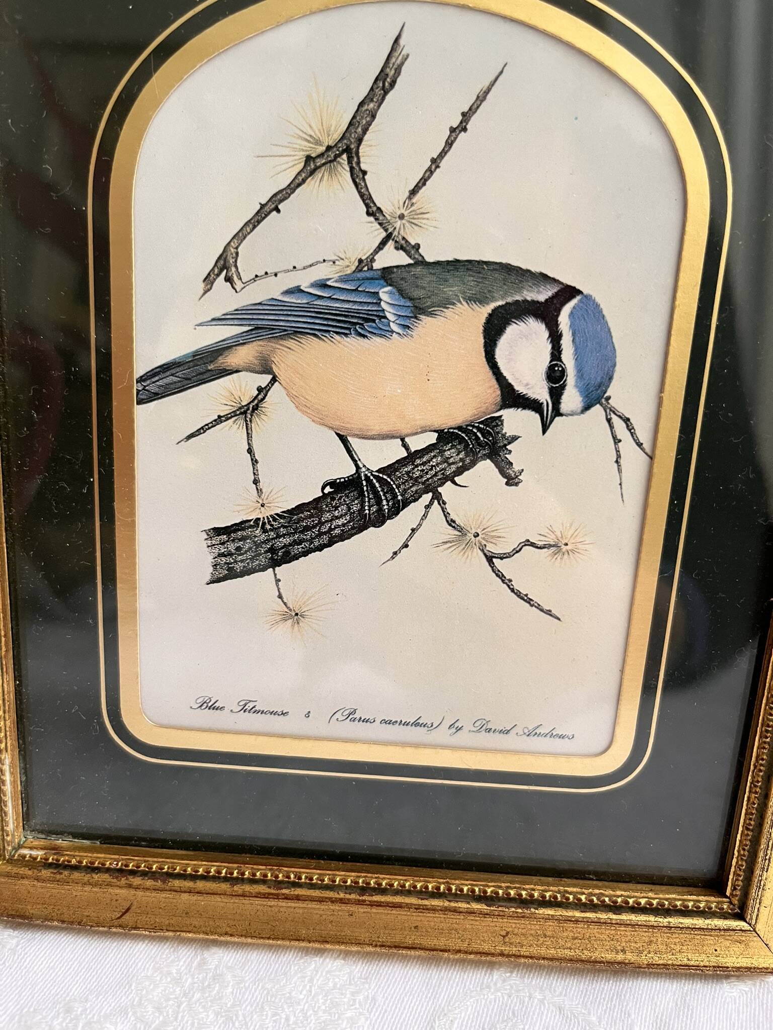 Two vintage bird prints by David Andrews - Chickadee and Song Thrush