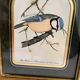 Two vintage bird prints by David Andrews - Chickadee and Song Thrush