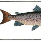 Poster about Atlantic salmon, based on an old engraving from 1746.
