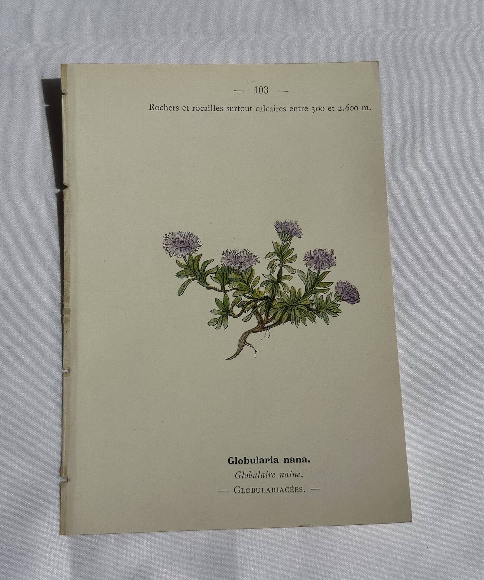 Old Botanical Engravings 19th Century – Naturalist Lithographs Flowers &