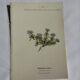 Old Botanical Engravings 19th Century – Naturalist Lithographs Flowers &