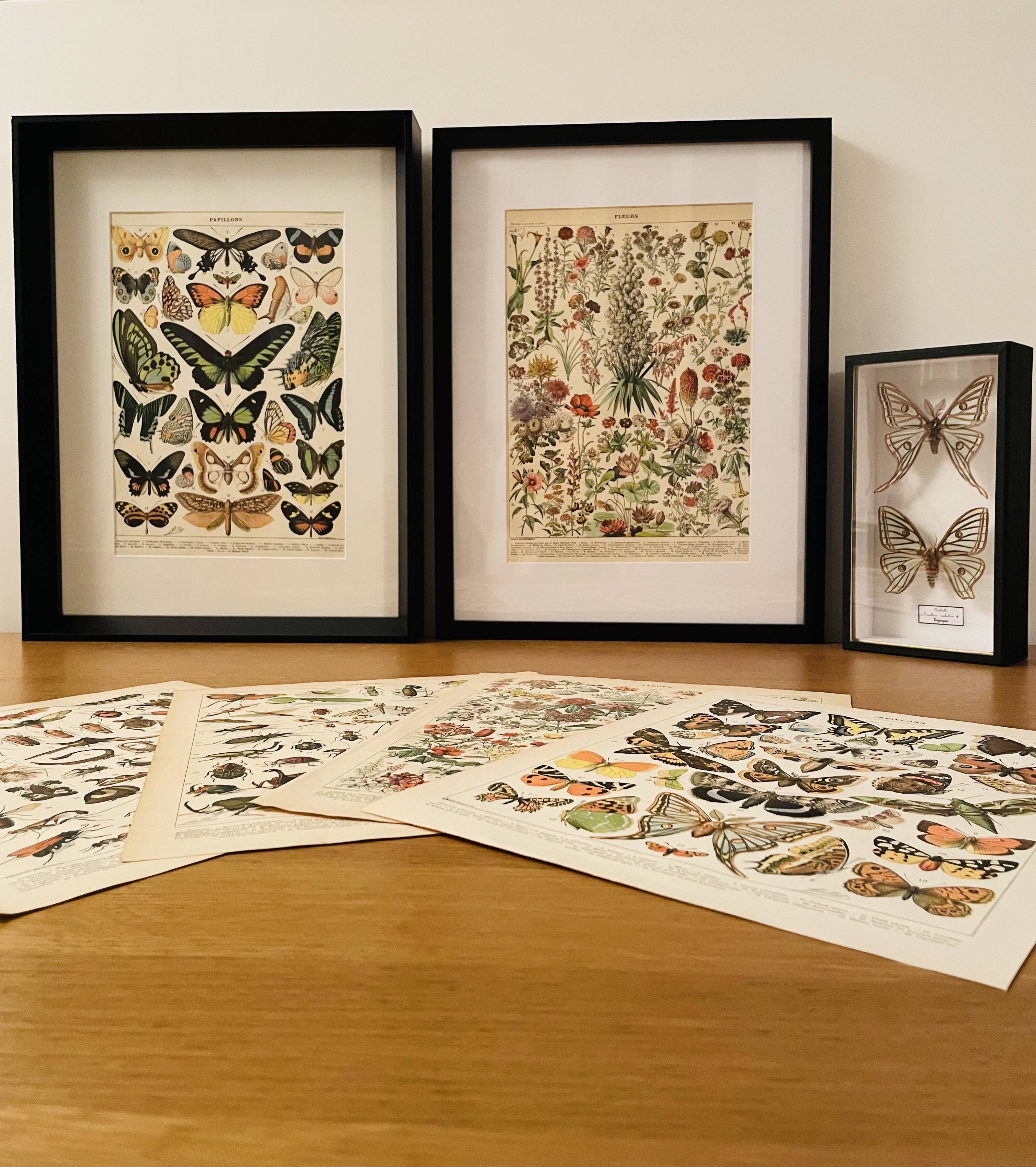 Old illustrated plate on butterflies - 1920