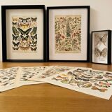 Old illustrated plate on butterflies - 1920