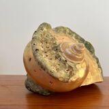 Pearly shell