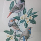 Lithographie oiseaux