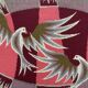 Vintage canvas 1970 signed Claude BLEYNIE, doves