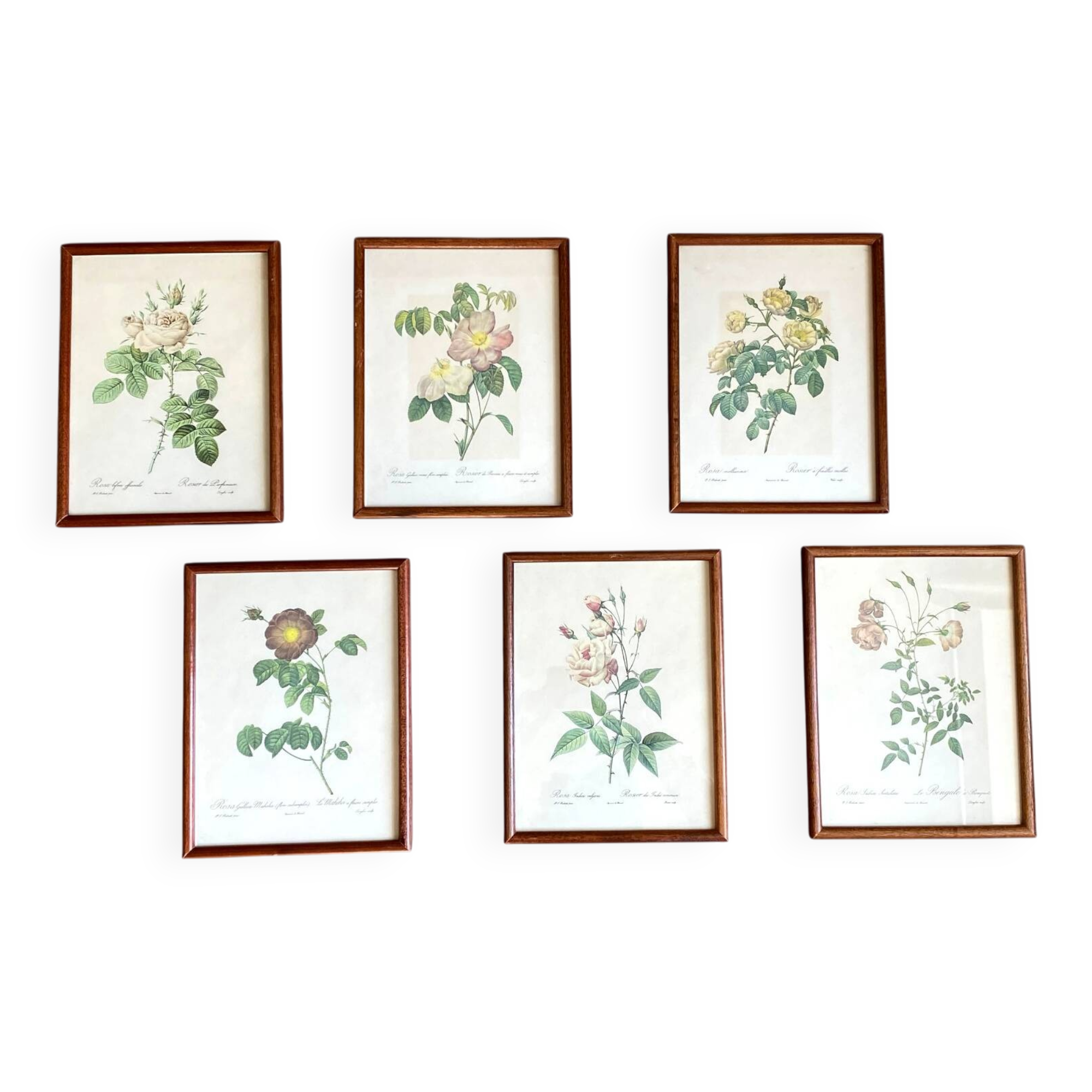 Composition of 6 botanical plates of roses / rose bushes by Joseph Redouté