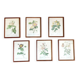 Composition of 6 botanical plates of roses / rose bushes by Joseph Redouté