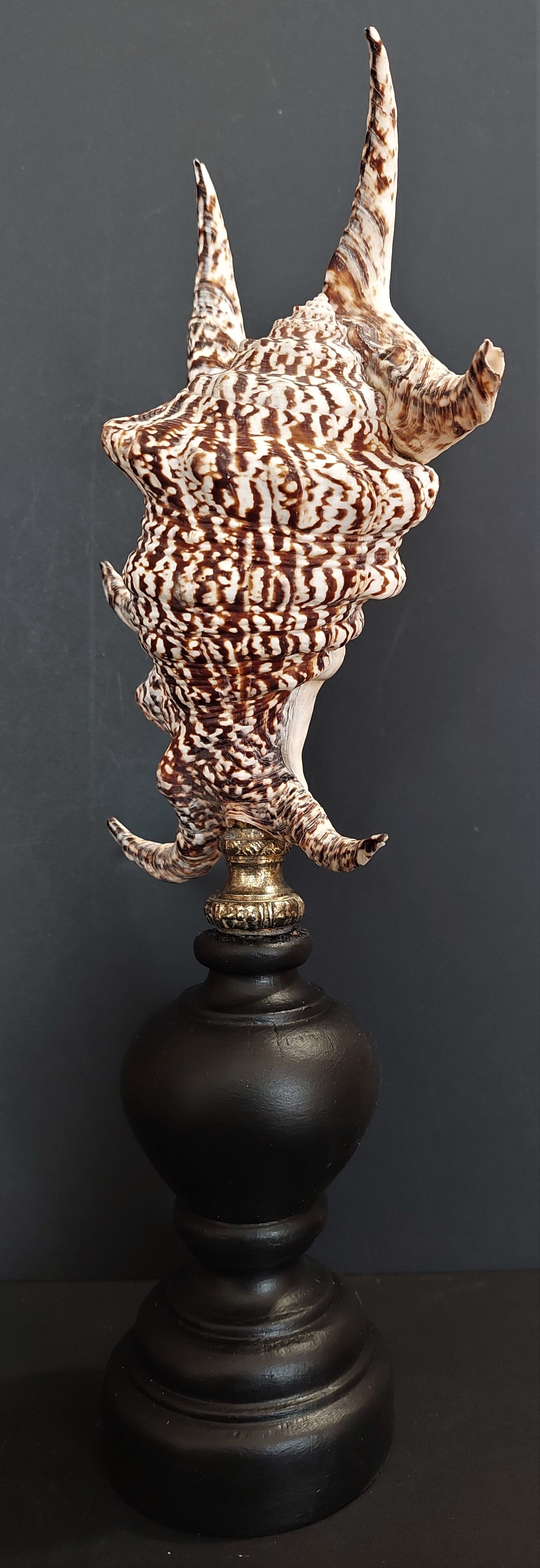Cabinet of Curiosities shell harpago chiragra on base
