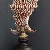Cabinet of Curiosities shell harpago chiragra on base