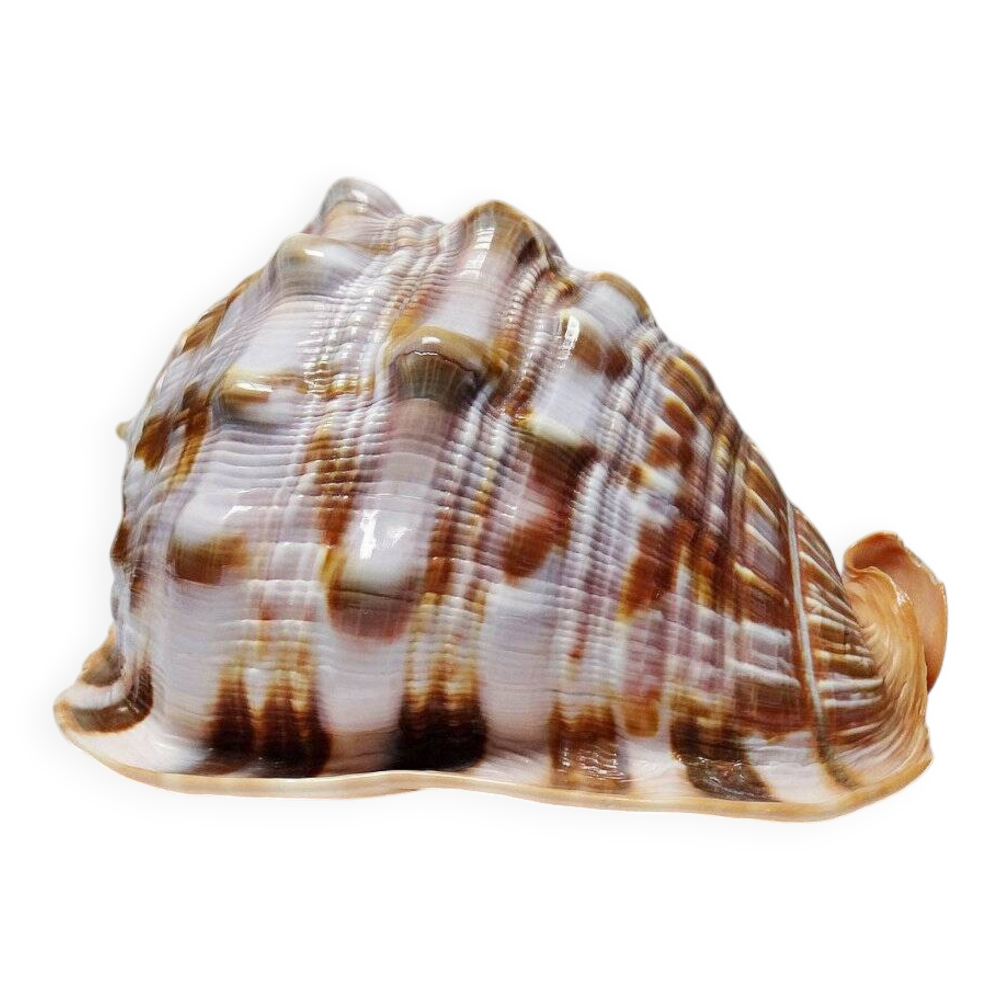 Large vintage shell cabinet of curiosities Cypraecassis rufa 15cm