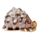 Large vintage shell cabinet of curiosities Cypraecassis rufa 15cm