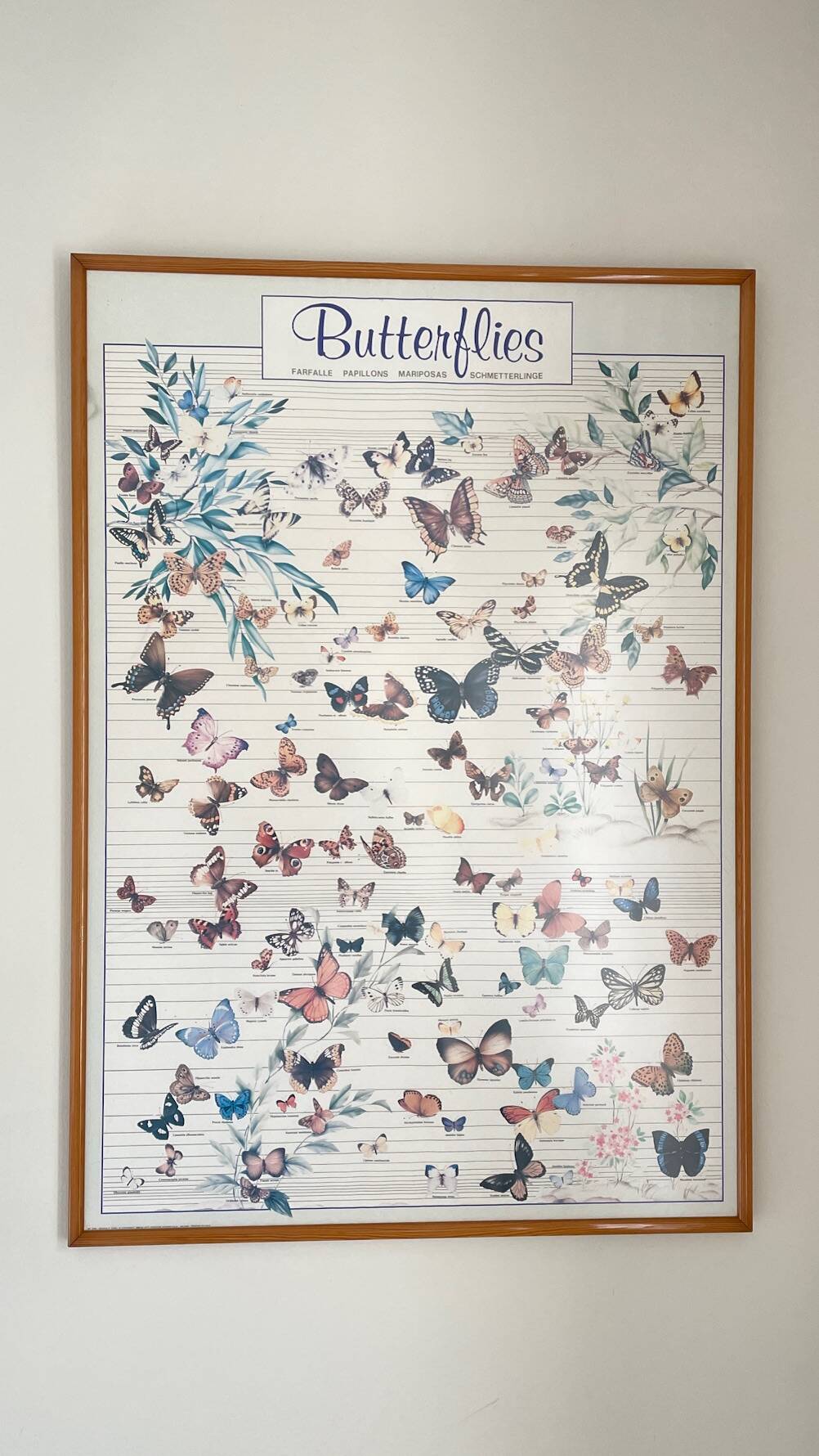 TABLEAU Display BUTTERFLY Italy Vintage